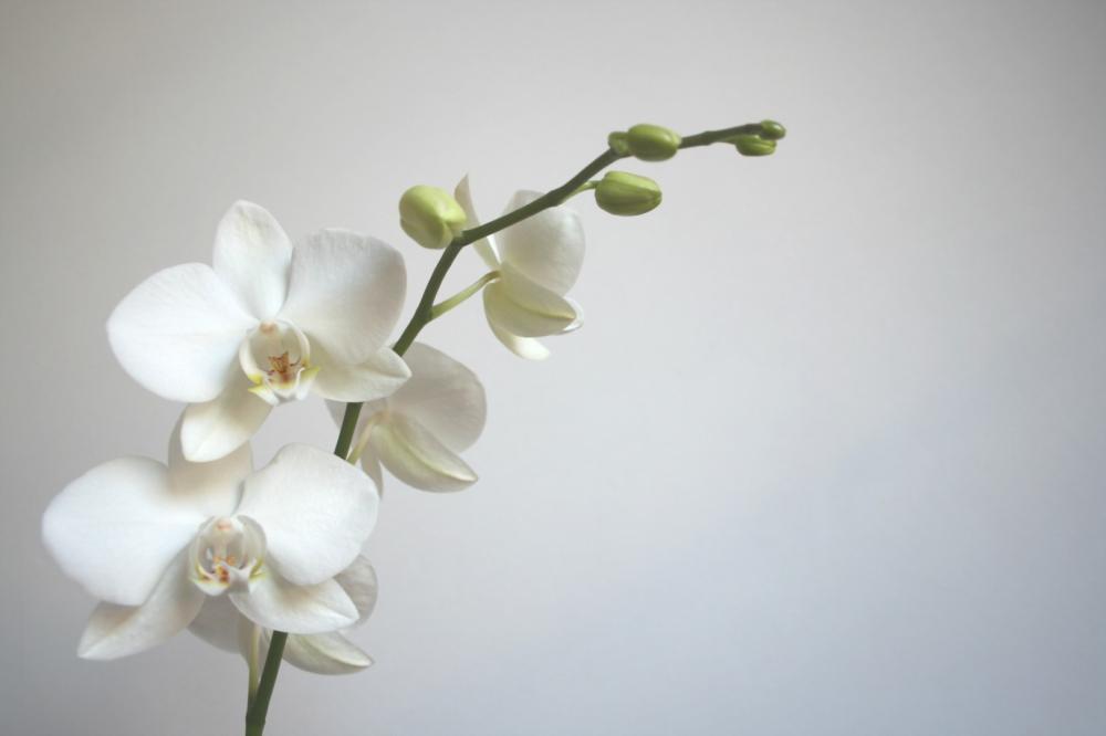 Orchidées à Saint-Maur-des-Fossés