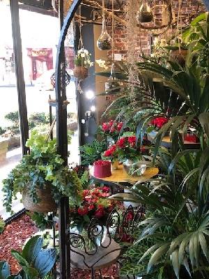 Plantes vertes et fleuries retouche