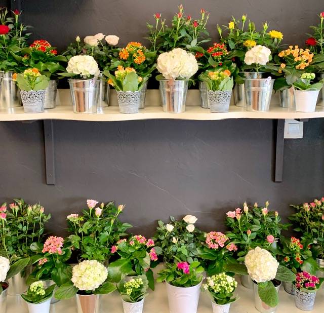 Etagère plantes