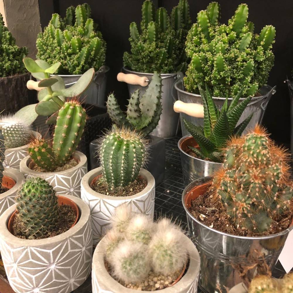 Plantes grasses et cactus