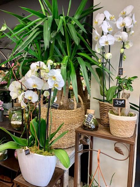 Etagère plantes (2)