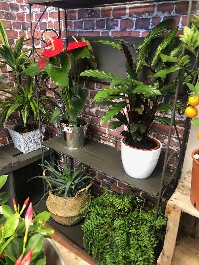 Plantes vertes retouche